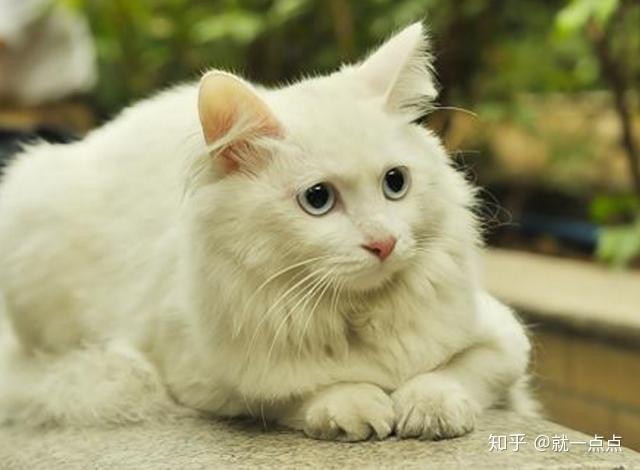 花猫好养还是白猫好养？（养猫猫推荐）