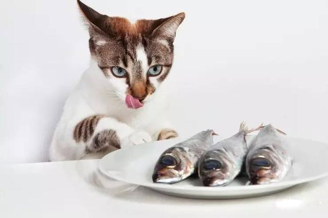 猫喜欢吃鱼干还是鲜鱼？（养猫小鱼干）