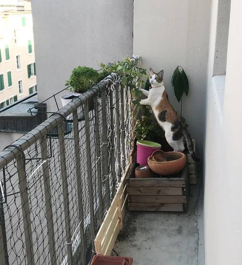 我家猫的窝在阳台上？（阳台养猫场）