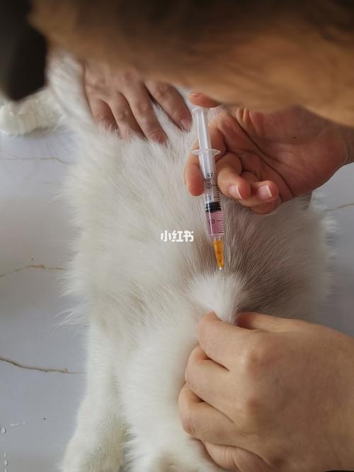 养猫要打疫苗吗？（养猫防疫针）