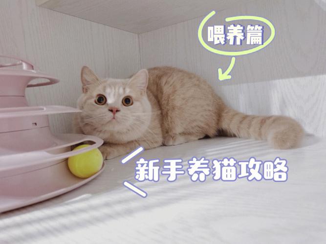 养猫怎么保持家里干净？（养猫论）