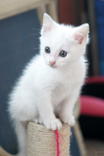 买了只小白猫，想给它取个名字。朋友们给个建议，叫什么好呢？（如何领养猫咪名字）