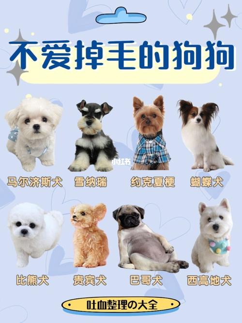 中国宠物狗数量排行？（都是养狗的主人）