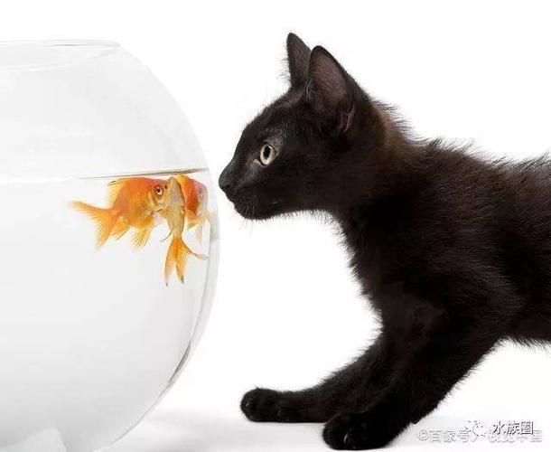 家里养了鱼还能养猫吗？（怎么养猫怎么养鱼）