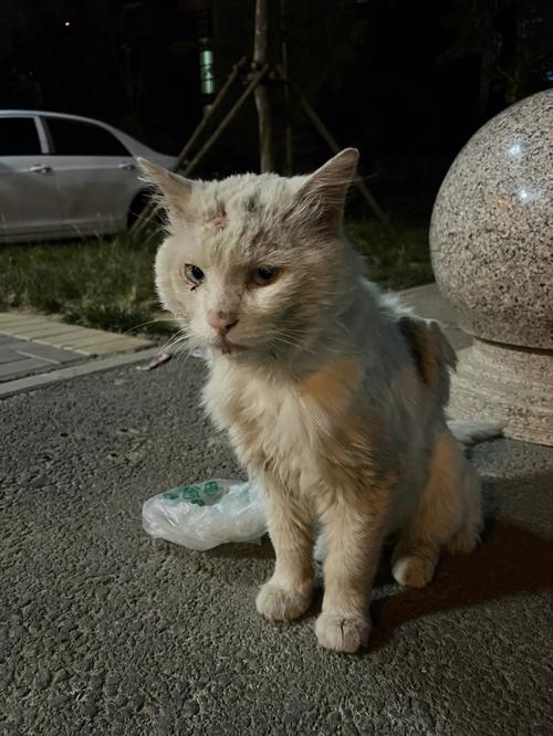 北京哪里有正规的流浪猫救助站？（北京哪儿可以领养猫）