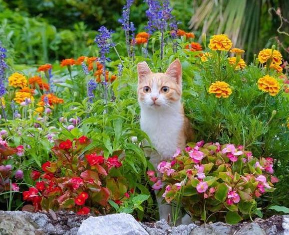 猫和花能够同时养吗？（养猫家庭不要养花草）