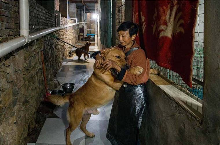 上海有哪些流浪动物救助站？（蒙自如何领养猫）